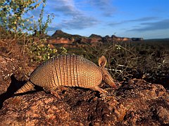 Brazilian Lesser Long-Nosed Armadillo